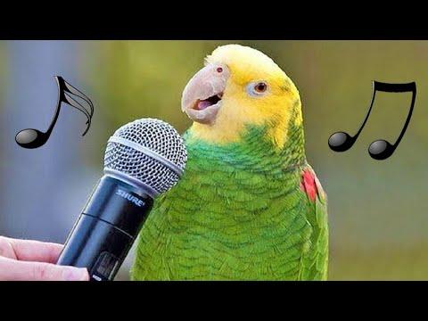 Funny Birds Sing, Dance & Imitate Sounds Video