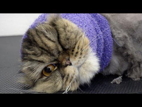 We saved his life! Ungrateful Spicy Mayonnaise has returned | Persian Cat #Video