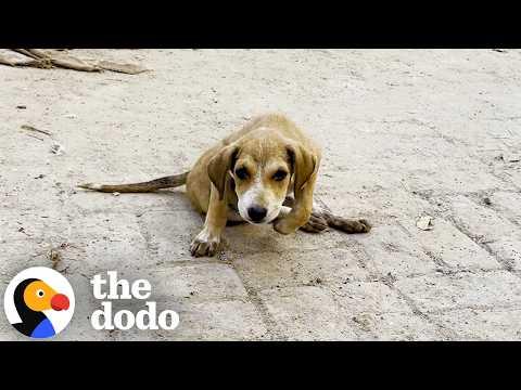 Puppy Who Couldn’t Walk Gets Rescued From the Streets With Her Sisters #Video