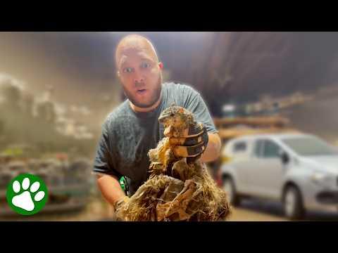 Guy Finds Squirrel Stuck in Tangled Mess… Then Something Else Peeks Out