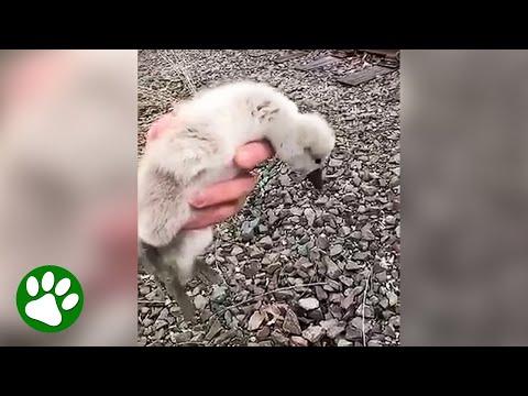 Man picks up baby swan from trains tracks #Video