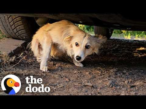 Man Saves Tiny Dog Who Was Found Beat Up Under A Car #Video