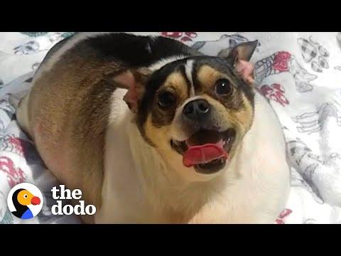 Chunky Chihuahua Loses Half His Body Weight #Video