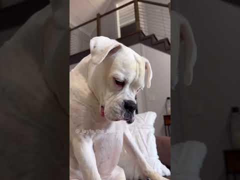 Dogs Making Phone Calls - Layla The Boxer #Video