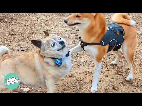 Rescue Dog Yells at All Dogs in Park and it Brings So Much Joy #Video