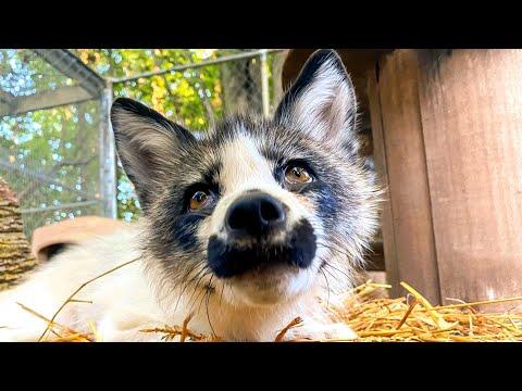 This fox has a bossy interspecies girlfriend #Video