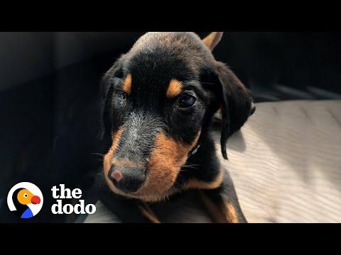 Blind, Stray Puppy Shocks Everyone With Her Transformation #video