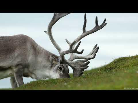 Svalbard Reindeer #Video