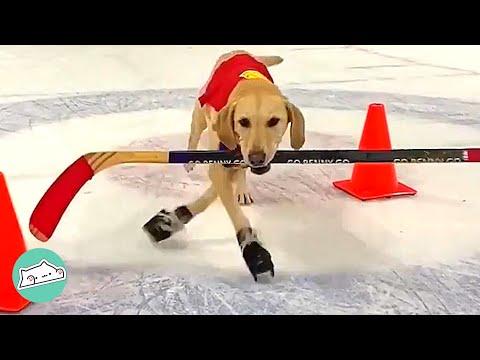 Rescue Dog Learned to Ice Skate but Didn't Stop There #Video