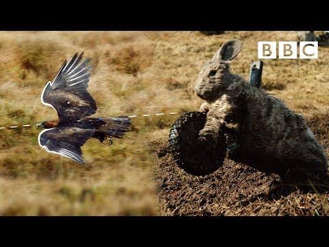 We used a Robot-Bunny-Bike to analyse an Eagle's ATTACK! | Natural World - BBC