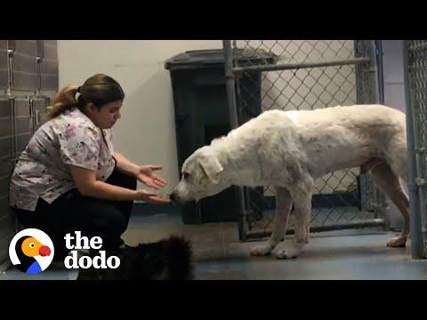 Woman Gains Trust Of A Giant, Feral Dog #Video