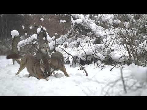 Frisky Red Wolves Romp Around in the Snow #Video
