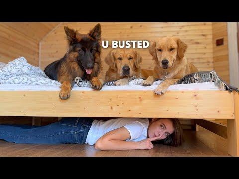 My Dog's BEST Reactions | Funny Dog Video #Video