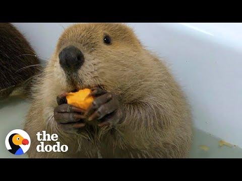 Chunky Orphaned Beaver Bonds With His Girlfriend Over Food #Video