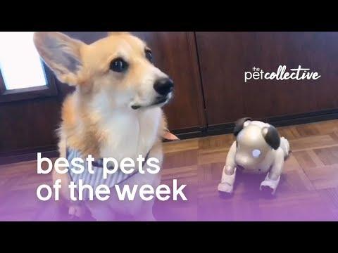 Best Pets of the Week - DOG'S BFF IS A ROBOT | The Pet Collective