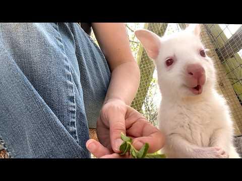 A wallaby lost her mother. So this woman carried her in pouch for a year. #Video