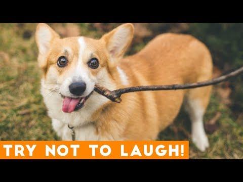 Try Not To Laugh Funniest DOG Compilation 2019 | Funny Pet Videos