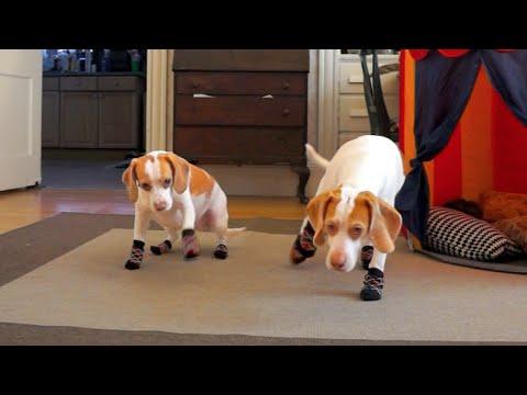 Funny Dogs Wearing Socks: Maymo And Penny