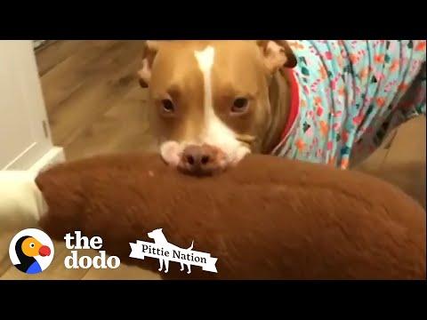 This Pittie Loves Bringing His Stuffed Animals To His Parents | The Dodo Pittie Nation