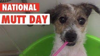 Cutest Mutt Dogs | National Mutt Day 2017