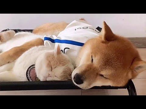 Doggo and Catto Doing a Snuggle #Video