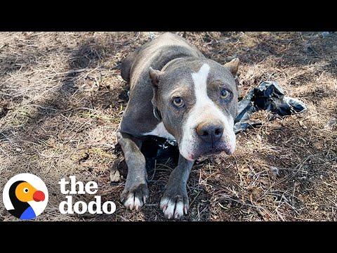 Pittie Found Tied To A Fence Goes Glamping With Her New Parents #Video