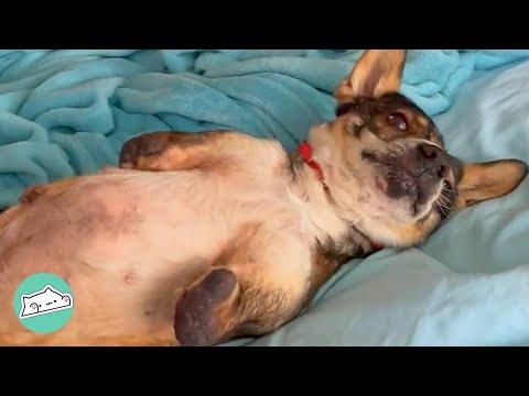 Dog Has No Front Legs But Has NO Idea She's Different #Video