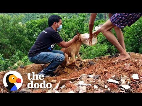 Man Acts Fast To Save Dog Trapped In A Plastic Bottle #Video