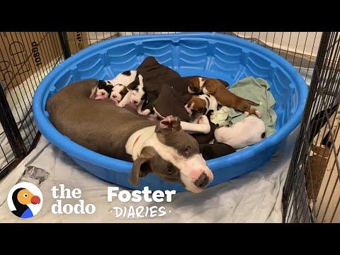 Fostering A Very Pregnant Pittie Is An Adventure | The Dodo Foster Diaries