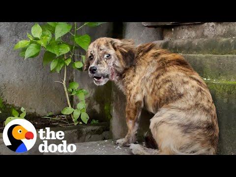 Stray Puppy Gets Rescued And Can't Stop Jumping For Joy #Video