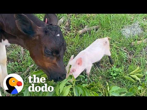 Rescued Tiny Piglet And Baby Cow Adopt Each Other #video