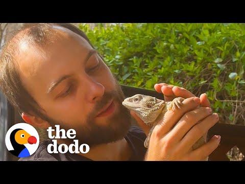 Bearded Dragon Helps His Dad Fix The TV #Video