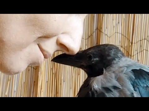 Rescue crow is so loving to her human #Video
