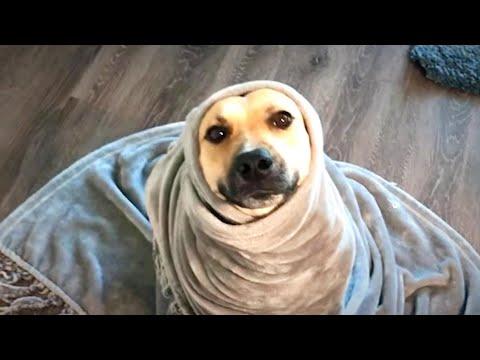 Dog Who Didn't Want To Be Touched Turns Into A Snugglebug #Video
