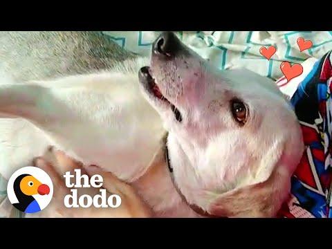 Watch This Emaciated Street Dog Transform With A Little Love #Video