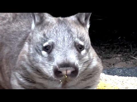 Australian couple goes on vacation, returns home with wombats #Video