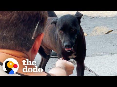 This Dog Rescue Will Make You Believe In Fate