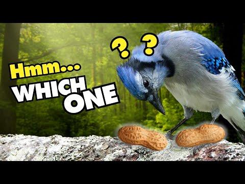 5 Weird and Funny Things Blue Jays Do #Video
