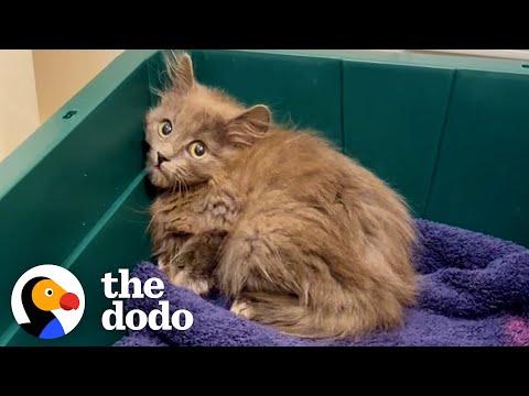 Woman Finds Tiny Kitten In Her Backyard #Video