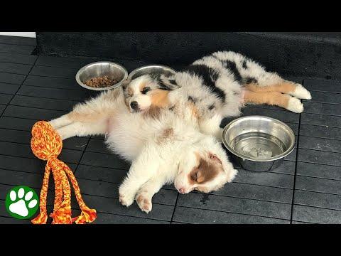 Aussie brothers inseparable since birth #Video
