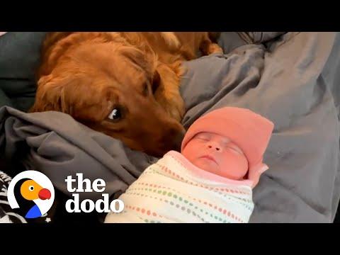 Golden Retriever Thought The Baby Stuff Was For Him #Video