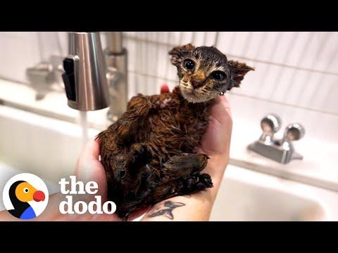 Skinny Kitten Covered In Paint Turns Into A Fluffy Teddy Bear #Video