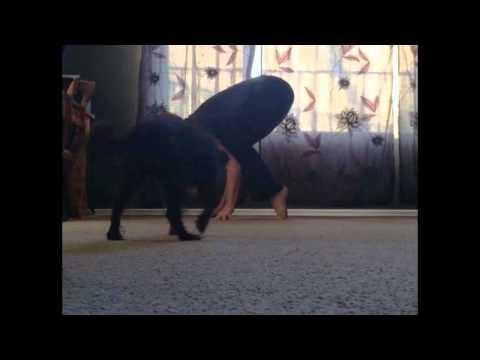 Dog Interrupts Yoga