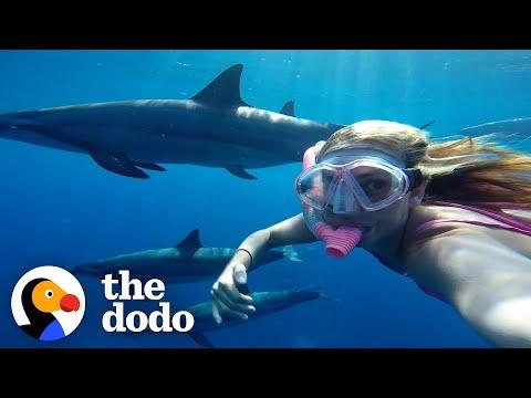 Wild Dolphins Play Catch With Their Favorite Person #Video