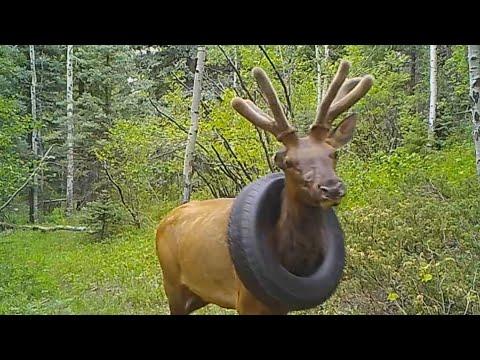 Elk Freed From Tire Stuck Around Its Neck for Years #Video