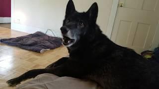 Trying to get my Wolfdog out of Bed in the Morning (SO CUTE! MUST WATCH!)