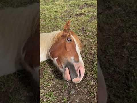 Horse starts sleep talking after hearing whispers! #Video