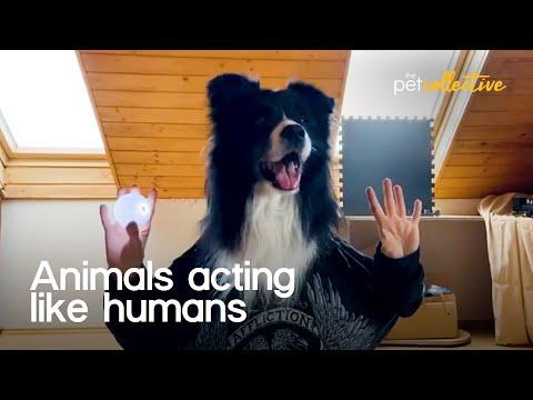 Animals Acting Like Humans Video