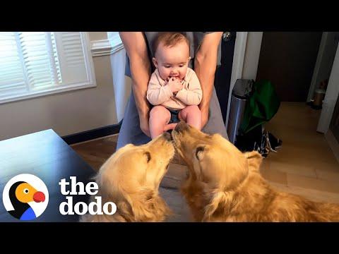 Dogs Who Love Their Babies