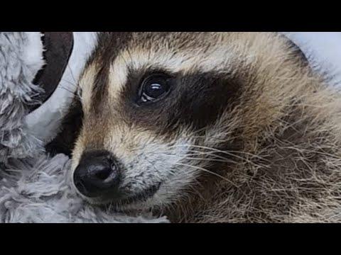 Blind raccoon lovingly holds rescuer hand when eating #Video